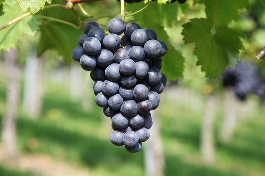 Cépage Carignan