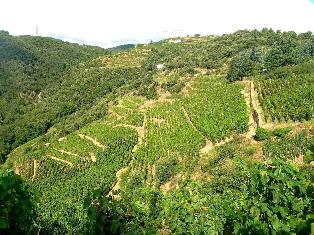 appellation cornas