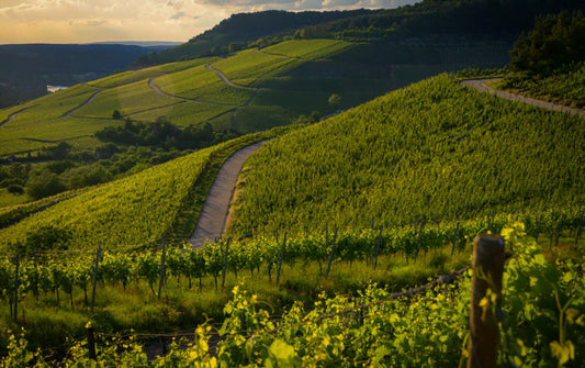 crozes-hermitage vignoble