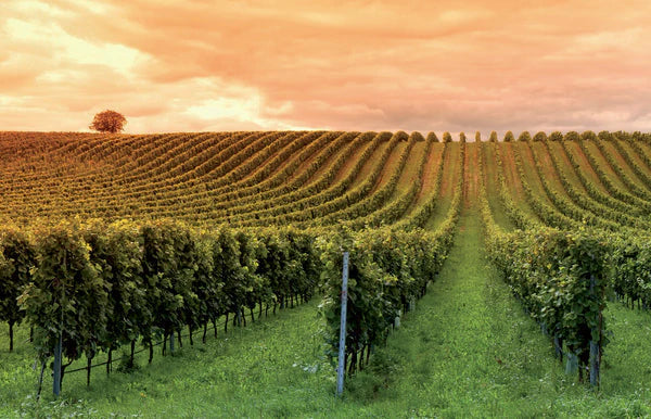  Montepulciano d’Abruzzo 