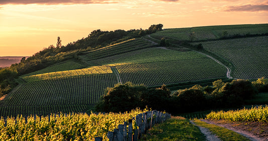 Pouilly fumé vignoble