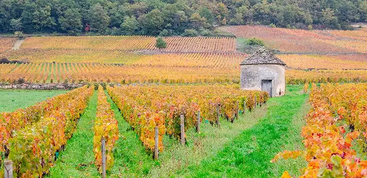 Savigny-lès-Beaune