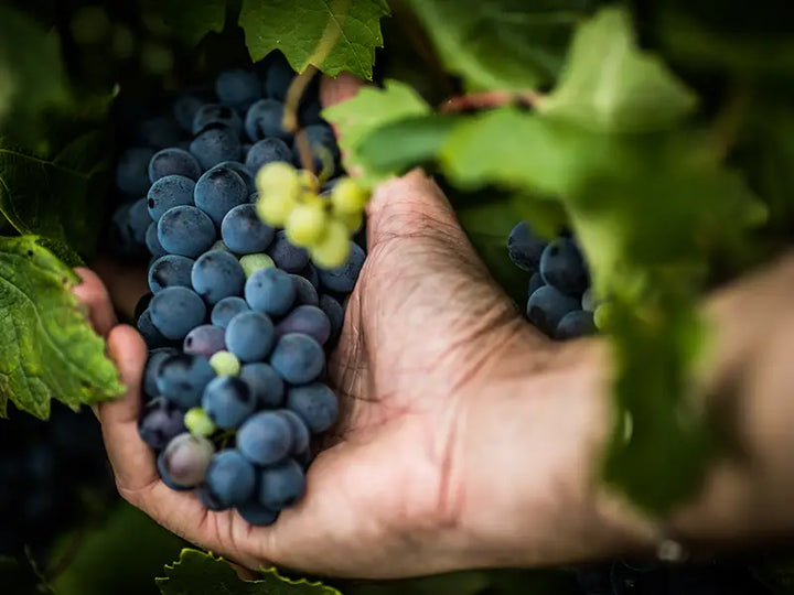 barbera