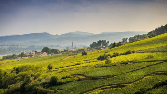 aoc-meursault-vignes