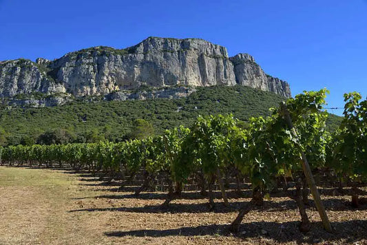Zoom sur l’appellation Pic Saint Loup
