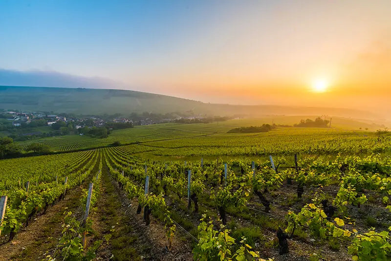 aoc-sancerre-loire-sauvignon-pinot-noir