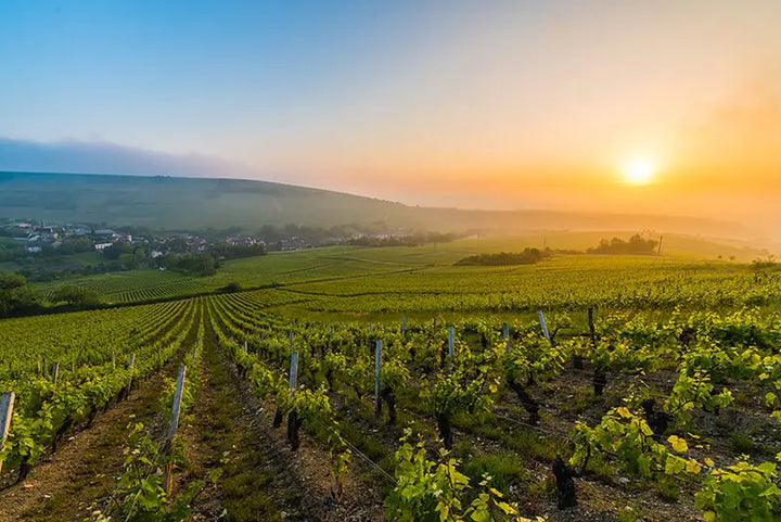 aoc-sancerre-loire-sauvignon-pinot-noir