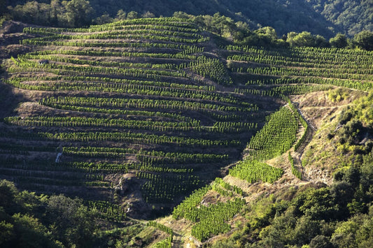 appellation-saint-joseph-vignes