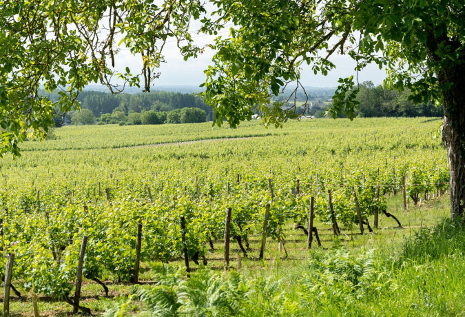 AOC Bourgueil 
