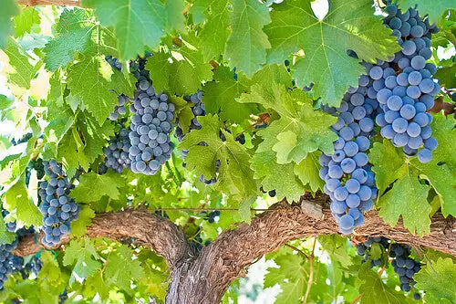 cépage-cabernet-sauvignon-article-blog-cépages-bordeaux
