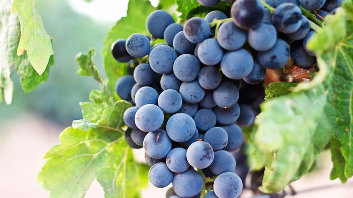 cépage-grenache-noir