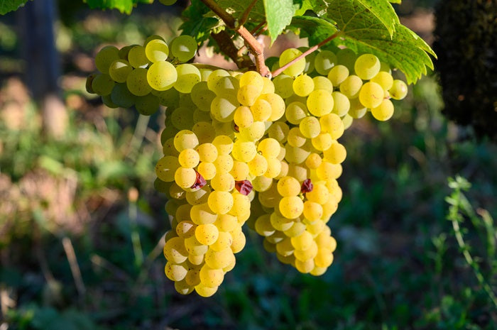 cépage savagnin