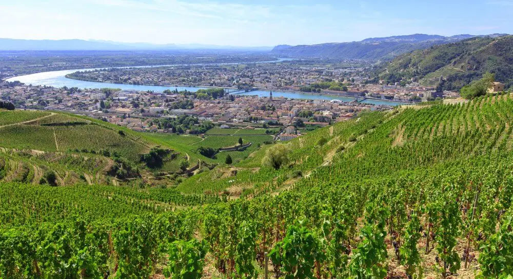 cépage-viognier-article-blog-la-cave-éclairée