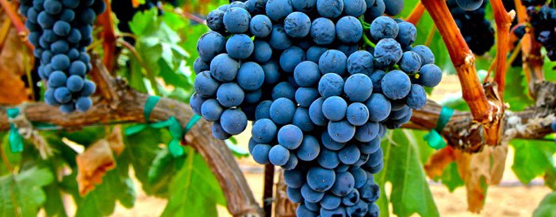 cépage Tempranillo