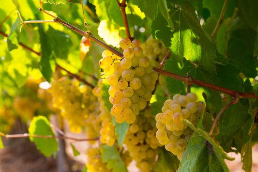 cépage marsanne