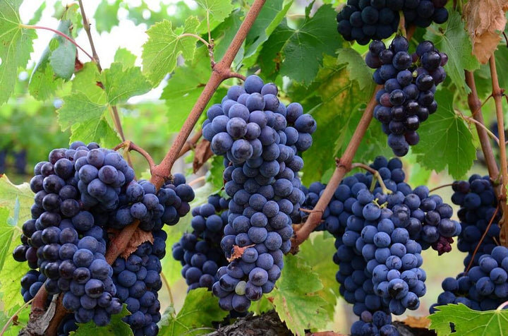 cépage nebbiolo