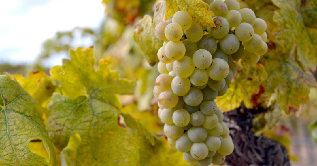 cépage-roussanne