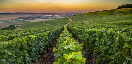 cépages-définition-blog-article