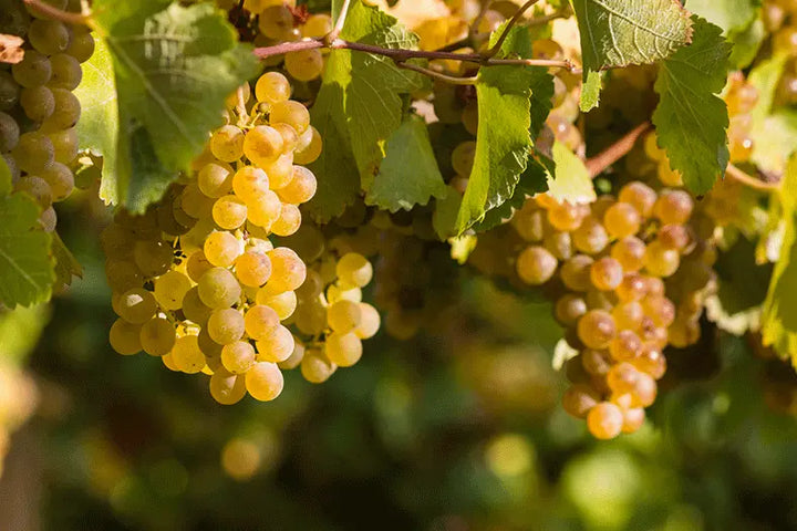 cépages-vin-blanc