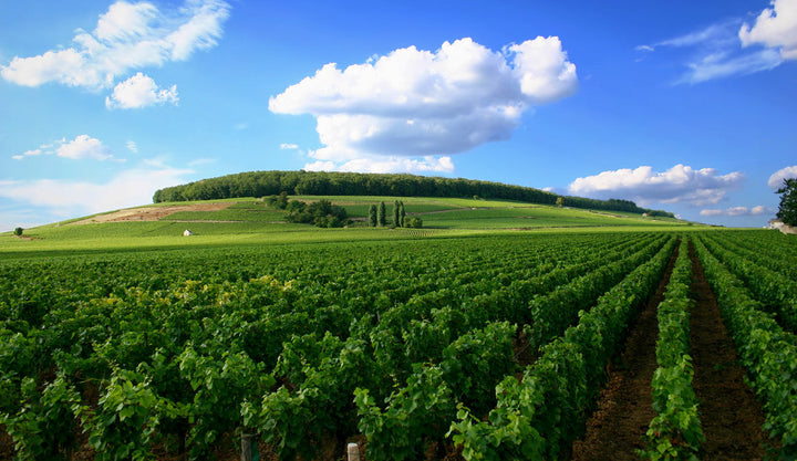 chambolle-musigny
