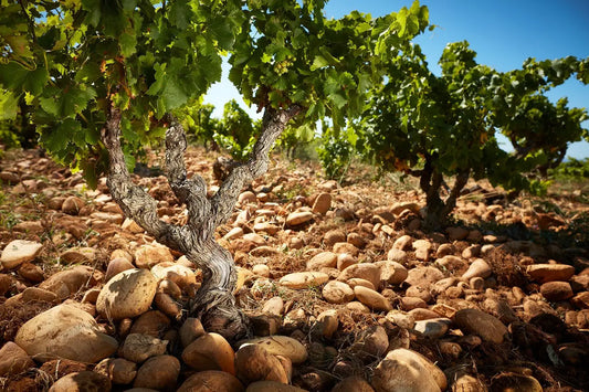 article-blog-la-cave-eclairee-caviste-en-ligne-chateauneuf-du-pape-vallee-du-rhone-vins-rouges-vins-blancs