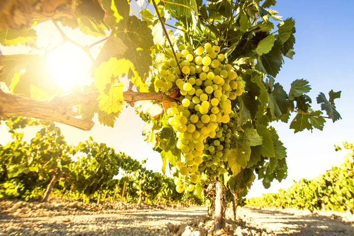 article-blog-la-cave-eclairee-caviste-en-ligne-chenin-cépage-loire-afrique-du-sud-savennières-anjou-touraine
