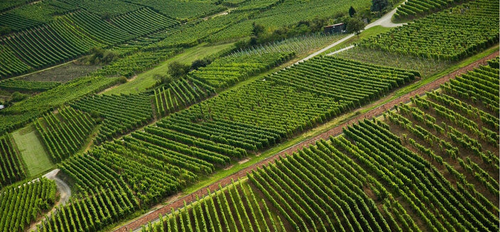 grands-crus-alsace