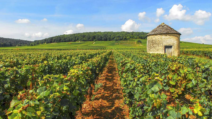 grands-crus-bourgogne