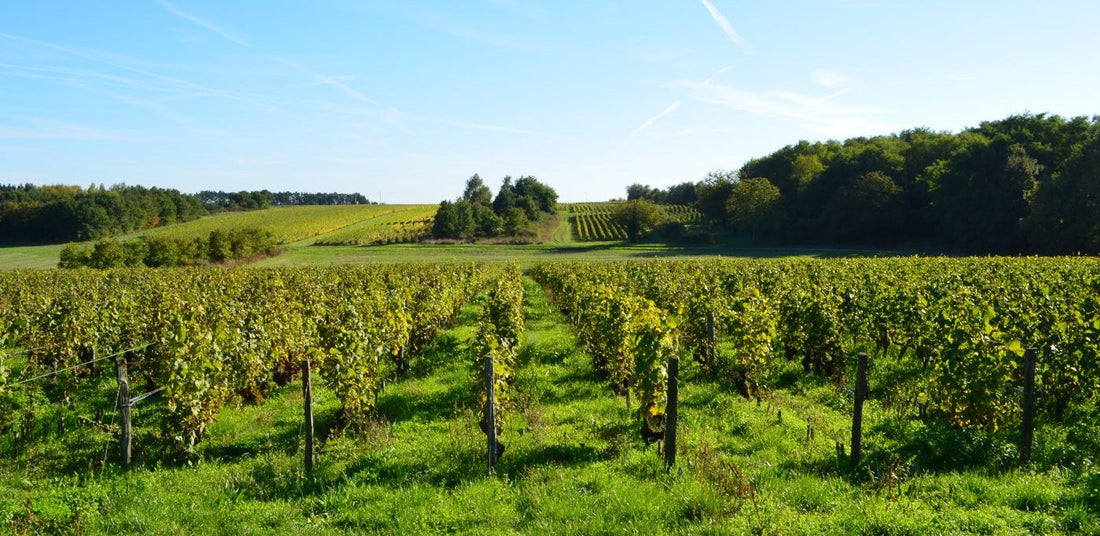 montlouis-sur-loire-vignes