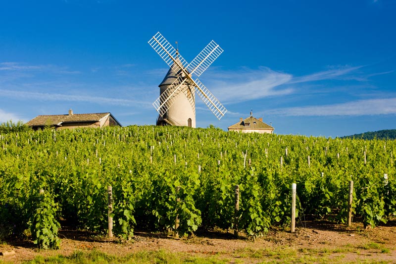 moulin à vent aoc