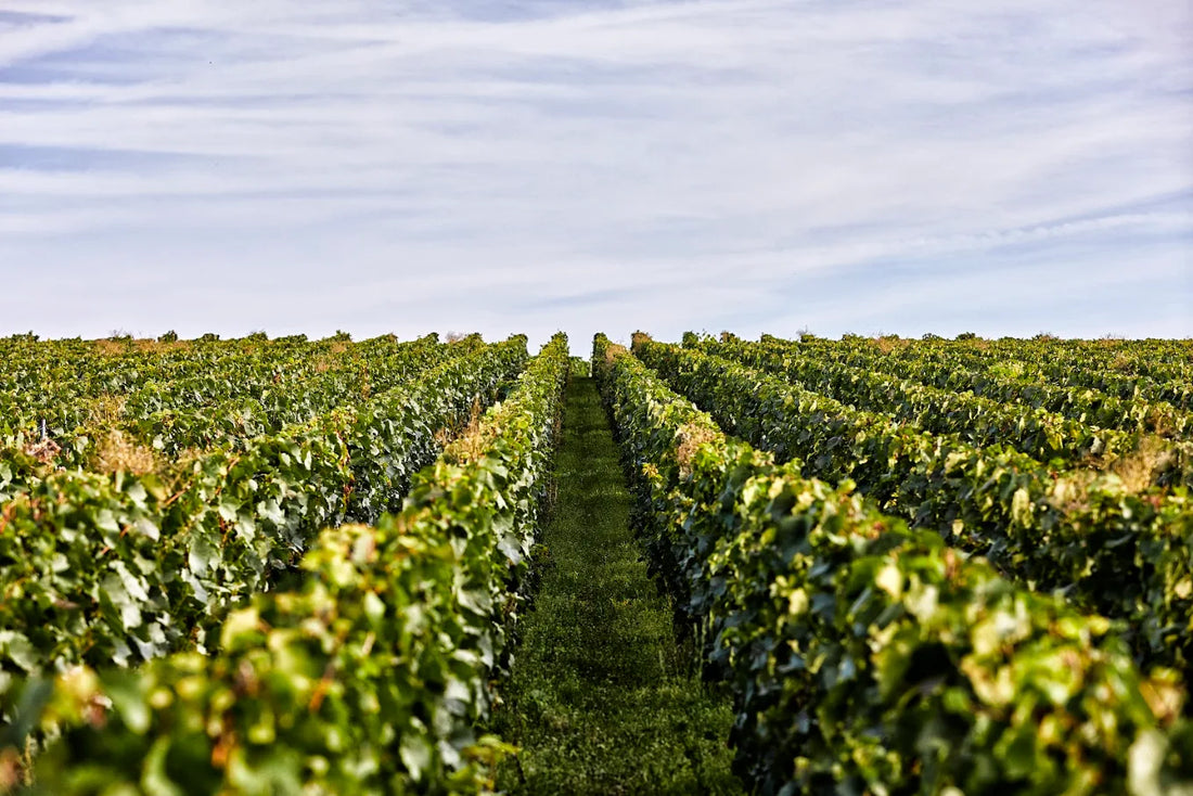 pertois moriset champagne