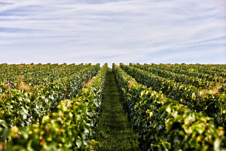 pertois moriset champagne