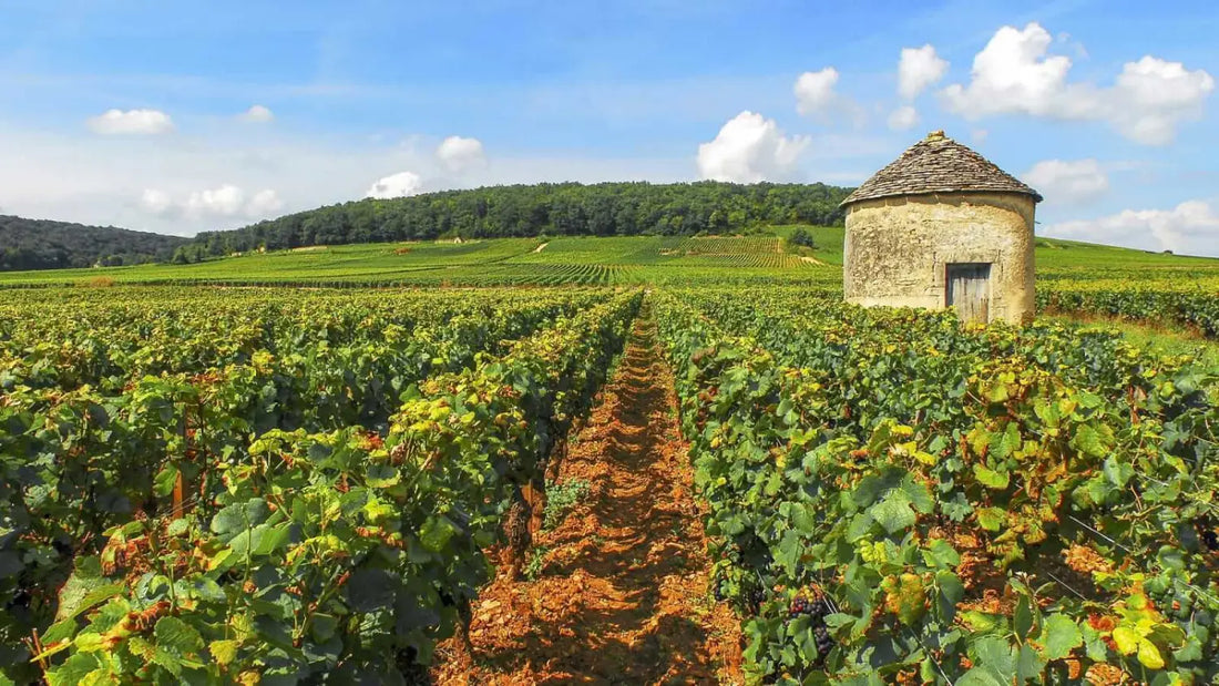 pourquoi-vins-bourgogne-si-chers-article-blog