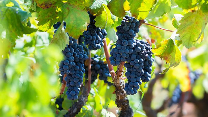 cépage primitivo