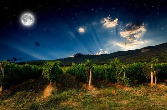 biodynamie-agiculture-definition-explications-article-blog-la-cave-eclairee-caviste-en-ligne-vins-bio