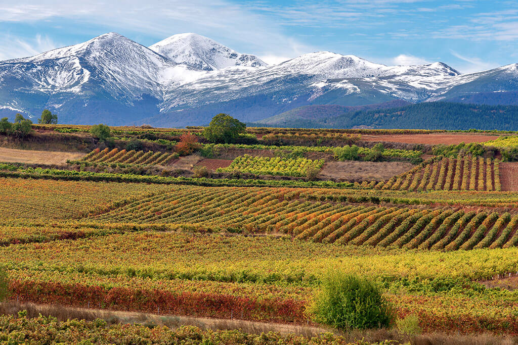 vignoble-rioja-espagne