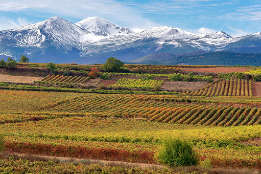 vignoble-rioja-espagne