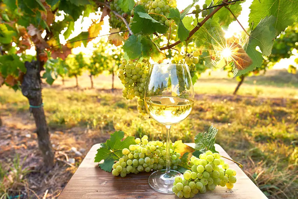 sauvignon-blanc-cepage