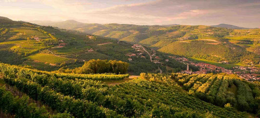 Valpolicella vignes