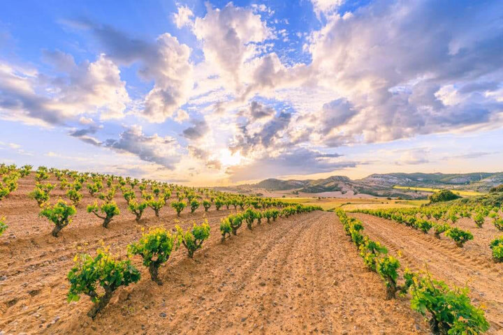 vignes-ribera-del-duero