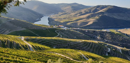 vignoble-aoc-côte-rôtie