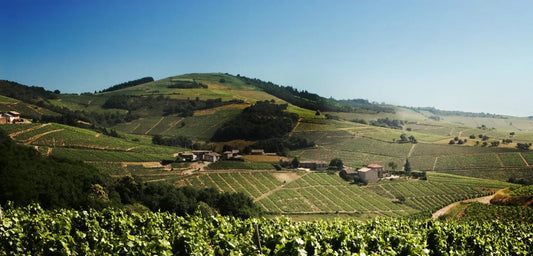 vignoble-beaujolais-gamay