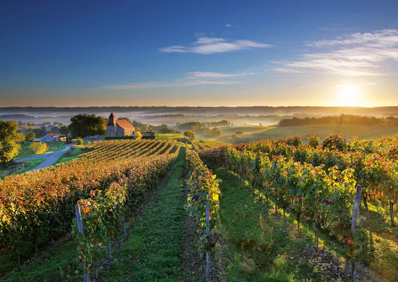 vignoble-madiran-sud-ouest