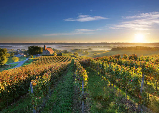 vignoble-madiran-sud-ouest
