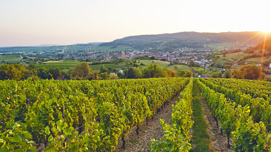 vignoble aoc arbois