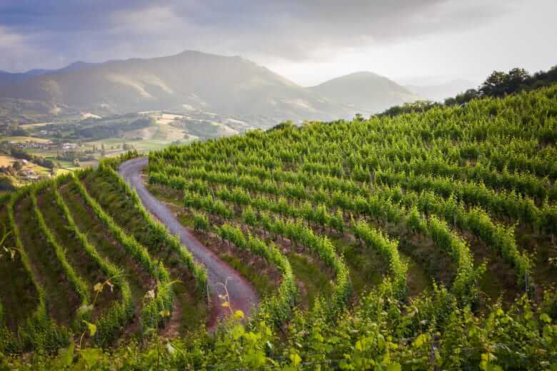 vins-blancs-sud-ouest-vignes