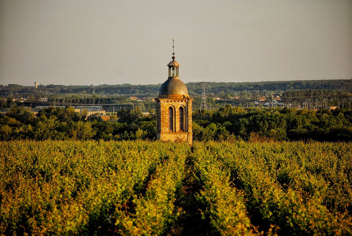 vouvray-vignoble
