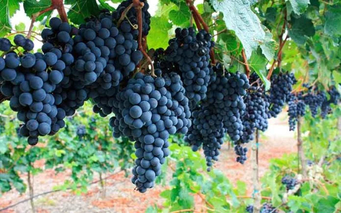 MALBEC