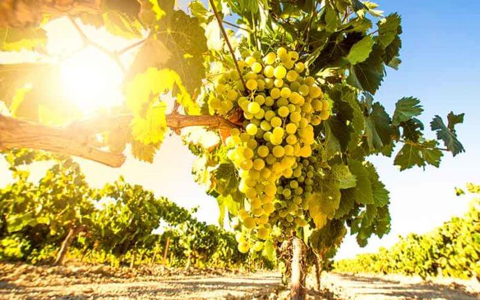 Cépage Chardonnay