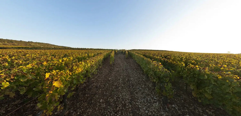 Criots-Bâtard-Montrachet grand cru